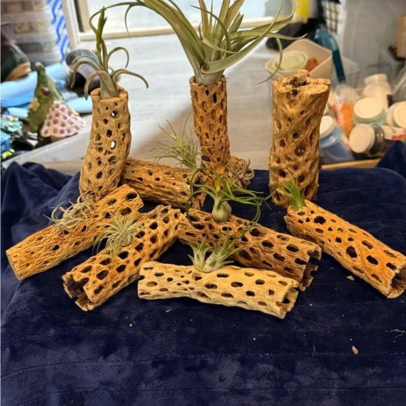 Natural Air Plant Holders-Cholla - Picture 2 of 4